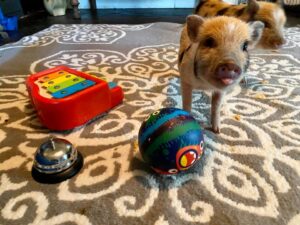 trick pigs
