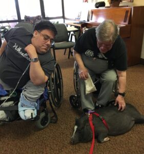 Therapy pig excellence