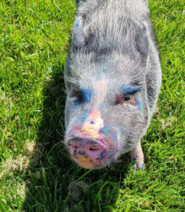 painting pigs