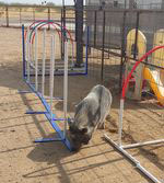 Agility pigs
