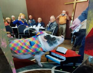 Therapy pig