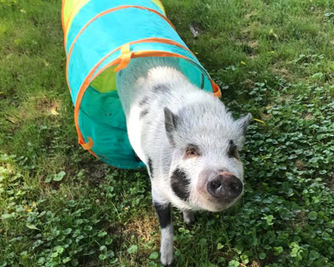 Agility pig