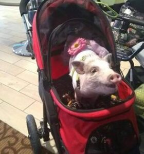 Civilized pig
