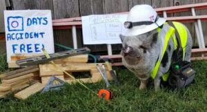 Talented Pigs