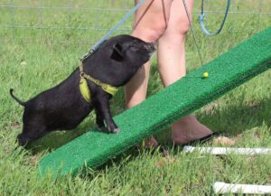 mini pig trick training 