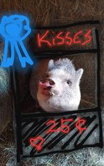 Kissing pig