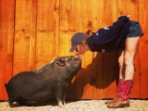 kissing pig