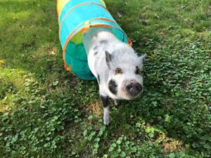 Tunnel pig
