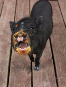 Painting Pigs