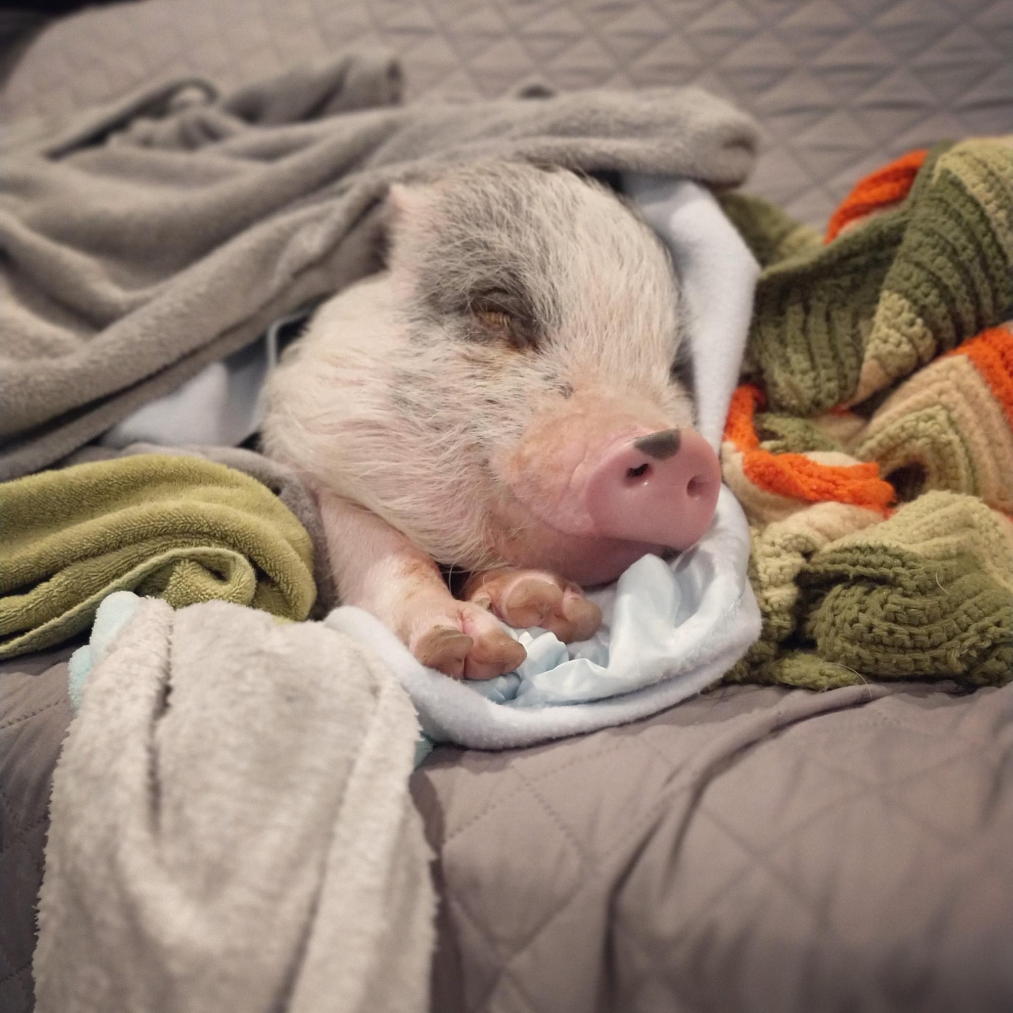 Couch Potato Pigs