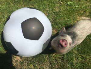 Trick Pigs