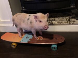 Mini Pig Training