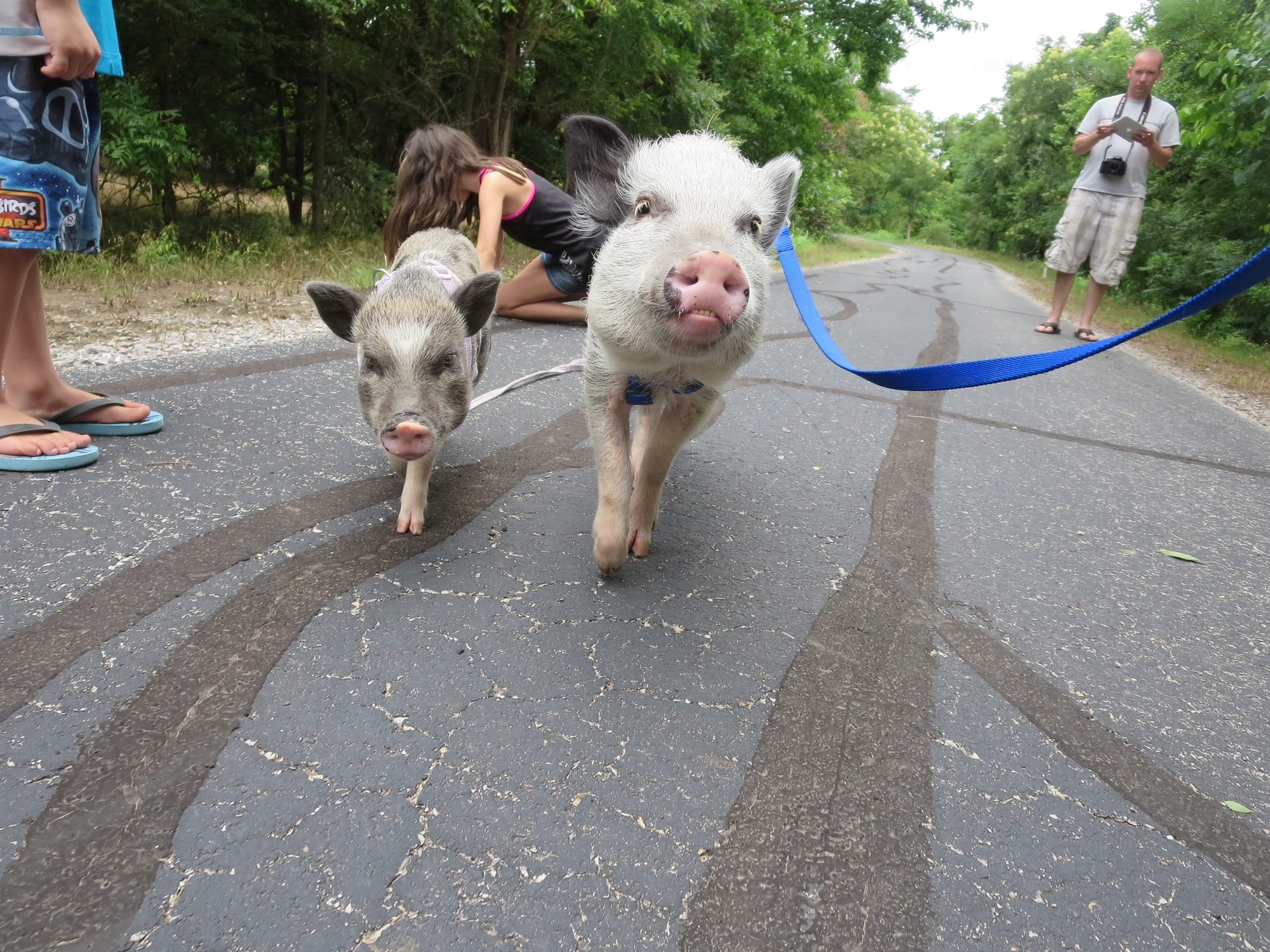 Marathon Pigs