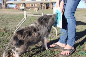 Painting pigs