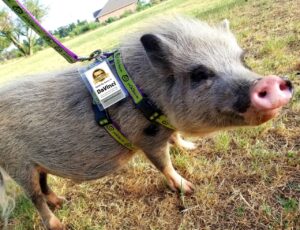 mini pig training course