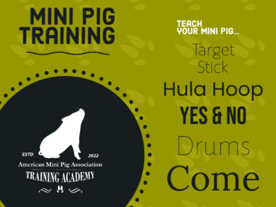 Mini Pig Training Course 8