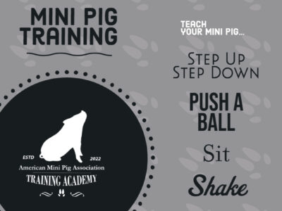 Mini Pig Training Course 10