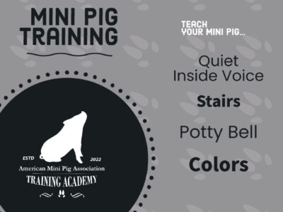 Mini PigTraining Course 4