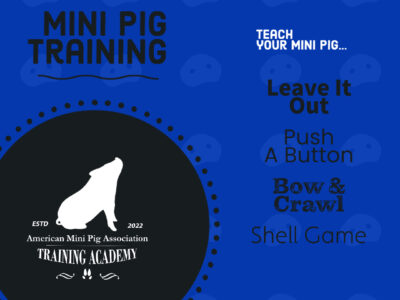 Mini Pig Training Course 5