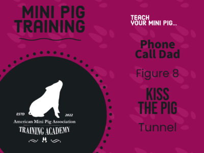 Mini Pig Training Course 6
