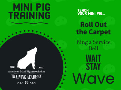 Mini Pig Training Course 7