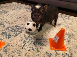 Soccer pig