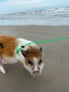 Marathon pigs