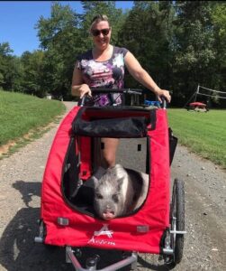 Marathon Pigs