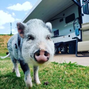 Adventure Pigs