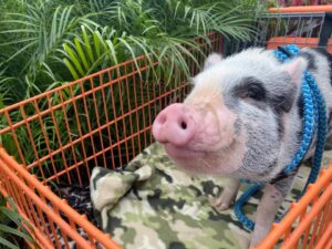 Civilized Pigs