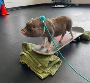skateboarding pig