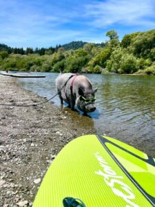 Adventure Pigs