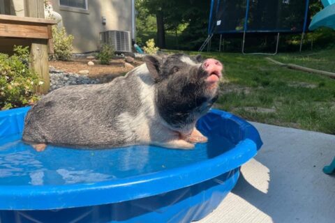 Aquatic Pigs