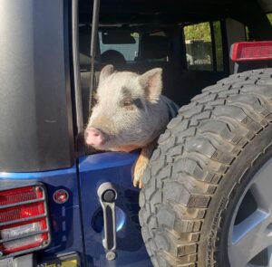 Civilized Pigs