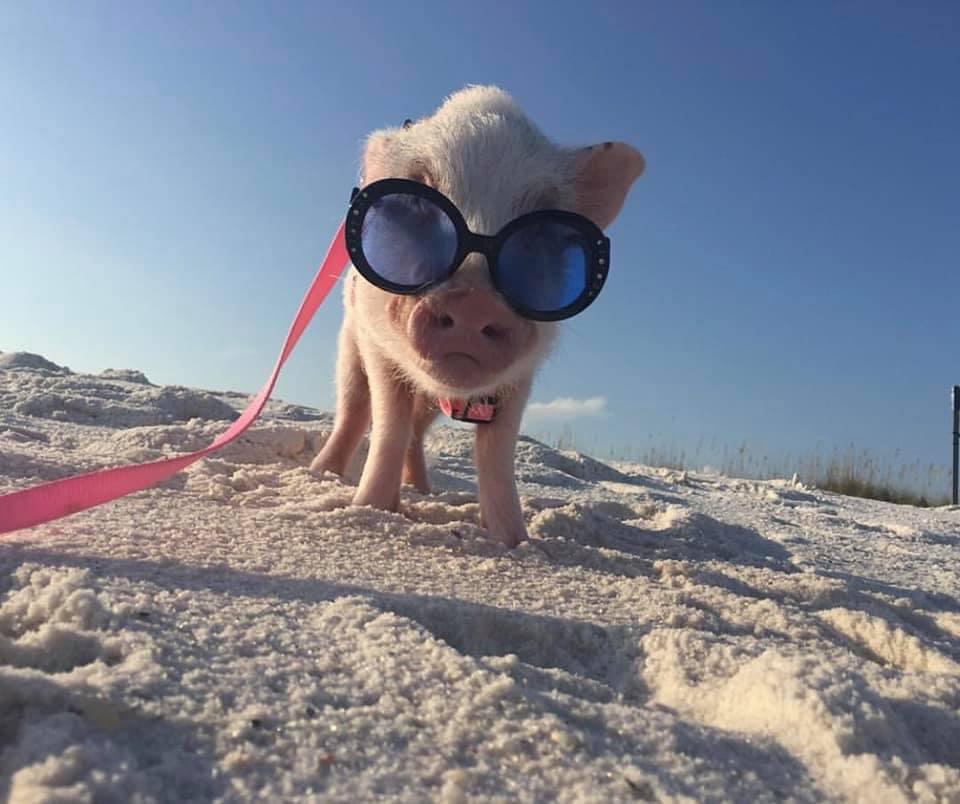 Beach Bum Pigs