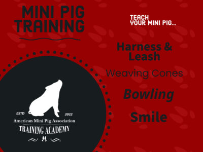 Mini Pig Training Course 2