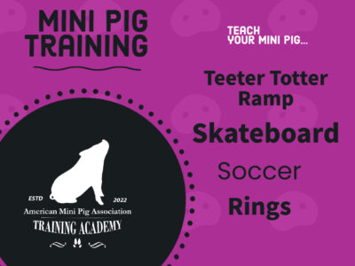 Mini Pig Training Course 1