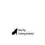 Mini pig training