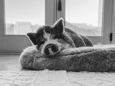 What is it Like to Own a Mini Pig