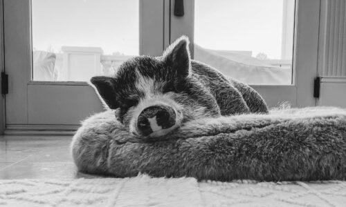 What is it Like to Own a Mini Pig