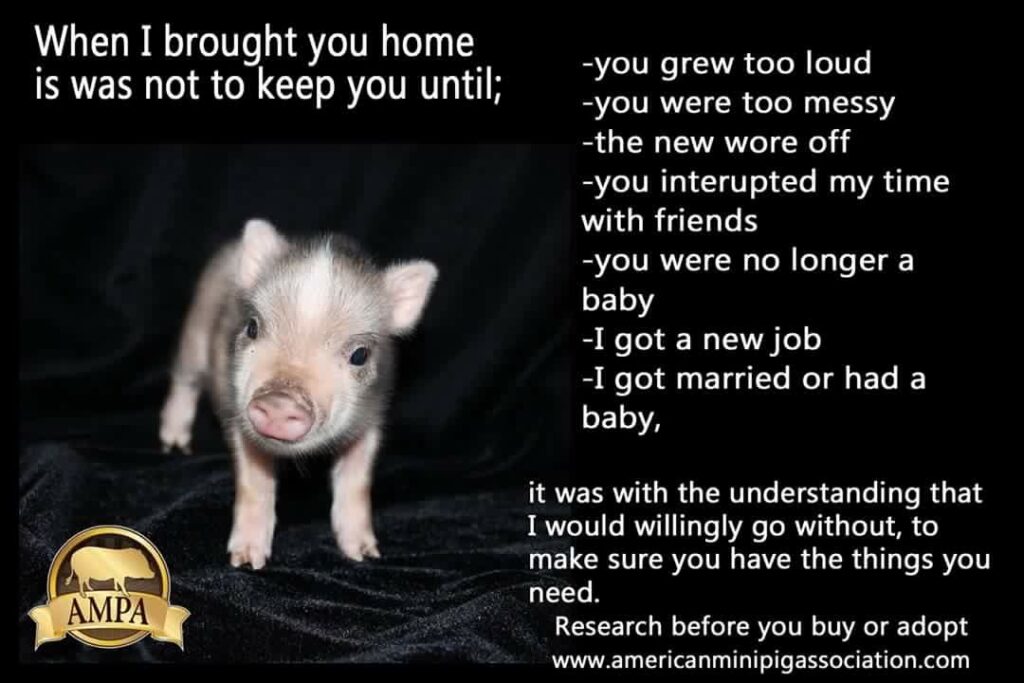 Before you get a mini pig