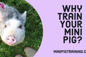 Why Train Your Mini Pig