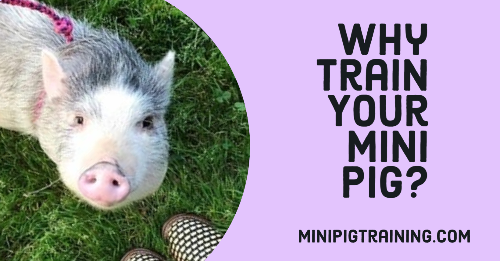 Why Train Your Mini Pig