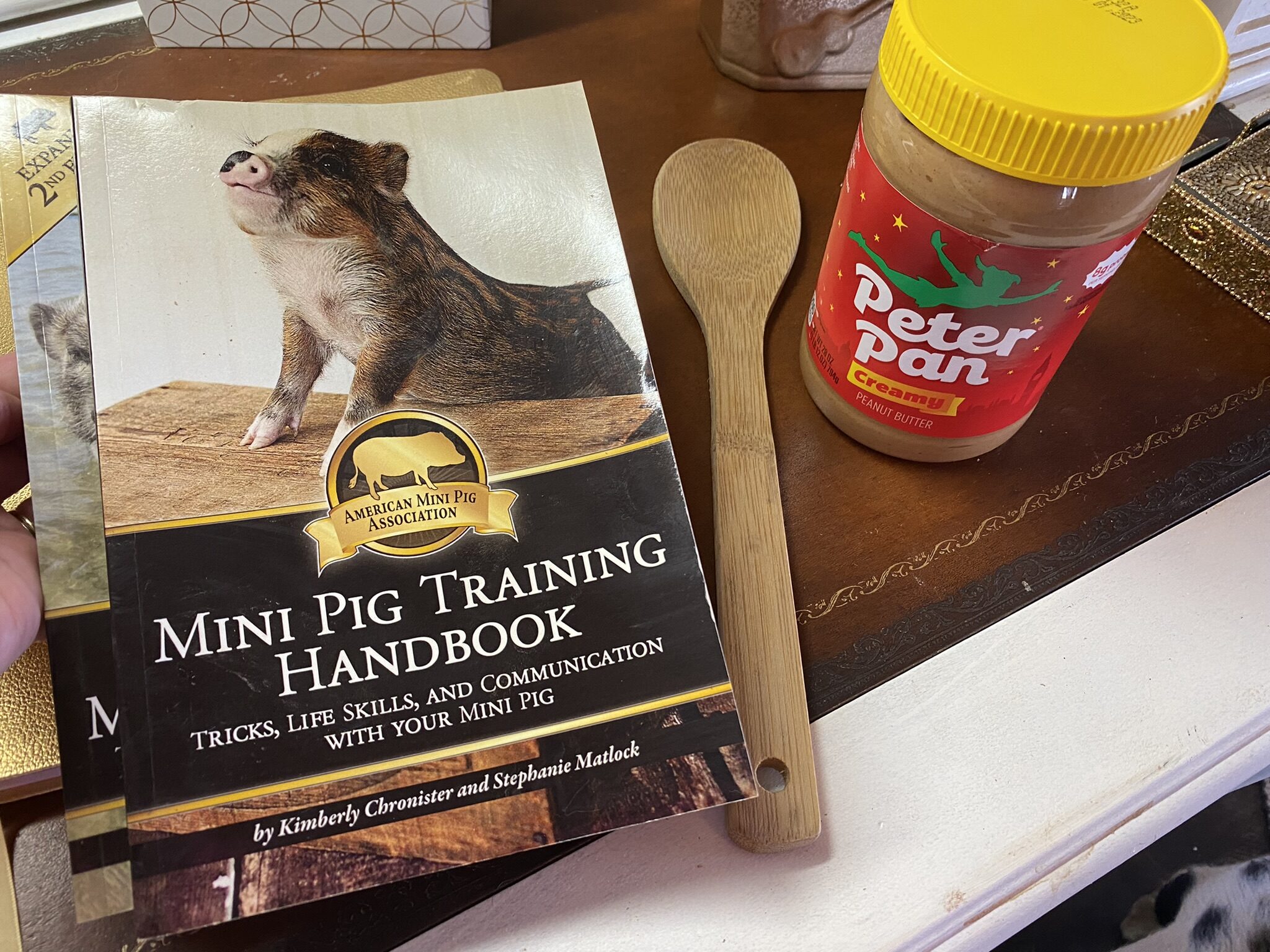 Training Tip-Guiding Your Mini Pig