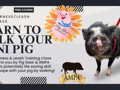 Free Harness & Leash Training
