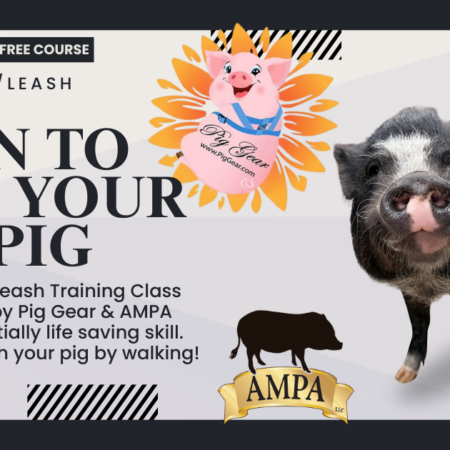 Free Harness & Leash Training