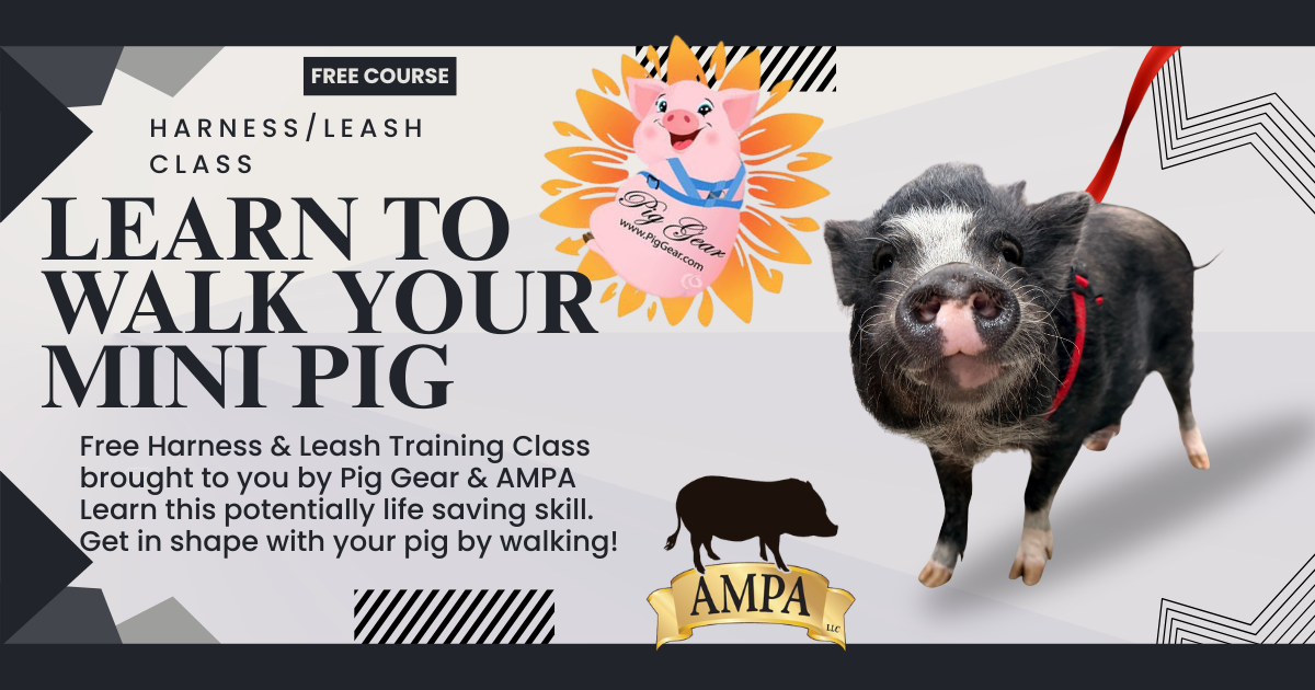 Learn to walk your mini pig (1)